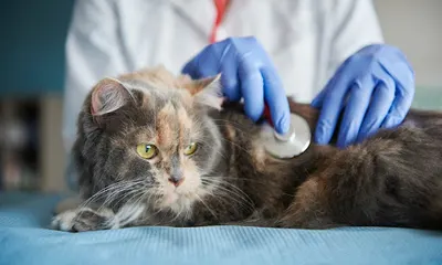 Przychodnia Weterynaryjna Śródmieście lek. wet. Małgorzata Rudkowska